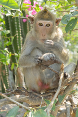 Portrait of a monkey in wildlife.