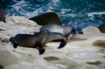 Flirting couple of California sea lions near La Jolla Cove