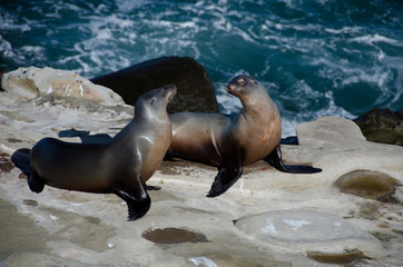 Obraz premium Flirting couple of California sea lions near La Jolla Cove