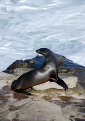 Obraz premium Sea lion takes a sun bath near La Jolla Cove