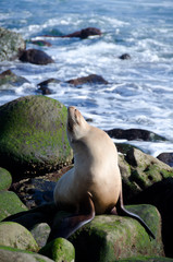 Fototapeta premium Daydreaming sea lion takes near Point La Jolla
