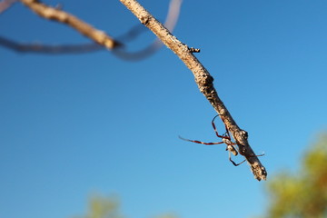 Australian orb spider