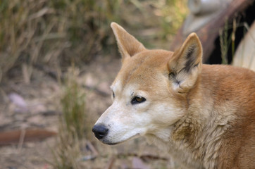 Naklejka na ściany i meble close up of a golden dingo