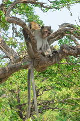 Portrait of a monkey in wildlife.