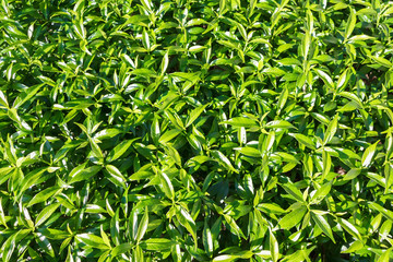 Green grass background, Top view of natural texture background.