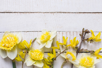 Fresh  yellow narcissus  flowers  on white  painted wooden plank