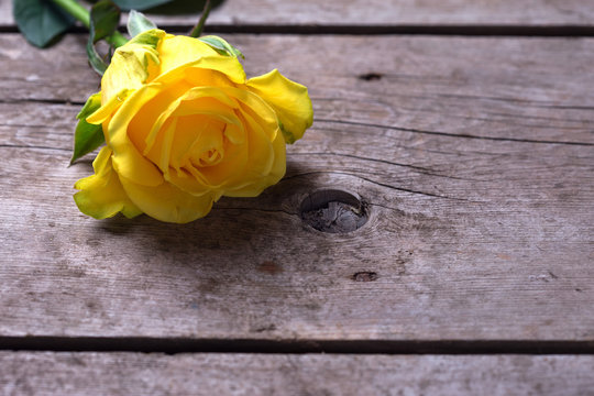 Background with yellow rose on wooden  planks.