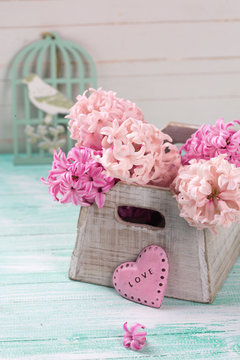 Background with fresh pink  hyacinths in box and decorative pink