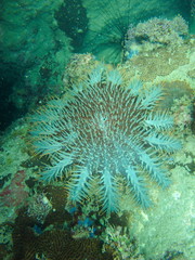 Fototapeta na wymiar Sea urchin, Acanthaster