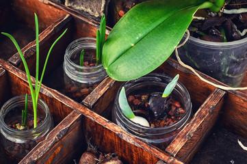 Flowers sprouted in glass jars
