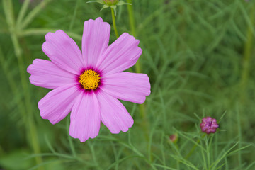 Obraz premium Kwitnie piękne naturalne otoczenie