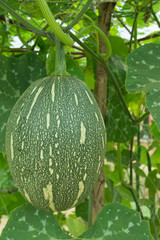 Marrow planted on the farm
