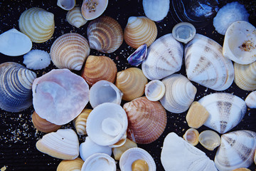 砂浜の貝殻