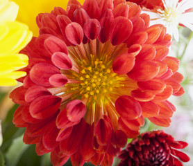 Red daisy in close up