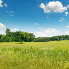 green field and blue sky with clouds