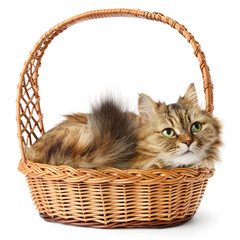 Fototapeta na wymiar Beautiful cat in basket isolated on white
