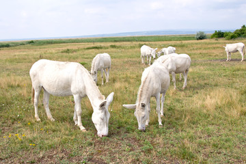 Weisse Esel im Nationalpark Neusiedler See