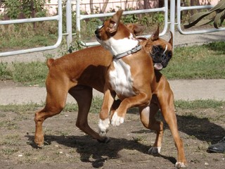 Dogs playing on the lawn
