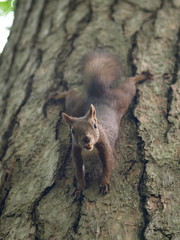 樹上からこんにちは