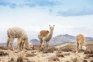 Fototapeta premium lamas in Andes,Mountains, Peru