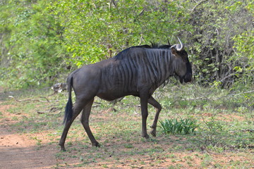 Gnou, Afrique