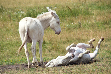 Obraz na płótnie Canvas Weisse Esel im Nationalpark Neusiedler See
