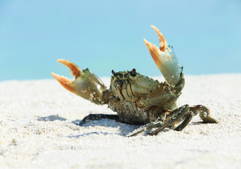 crab on beach