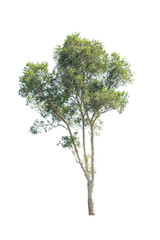 isolated tree on a white background