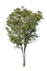 Obraz premium isolated tree on a white background