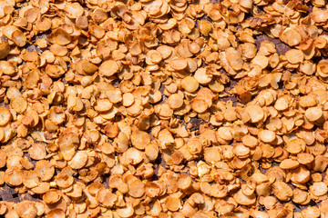 betel palm,dry betel Nut