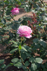 Beautiful pink rose in a garden. 