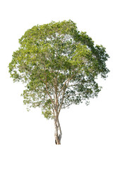 isolated tree on a white background