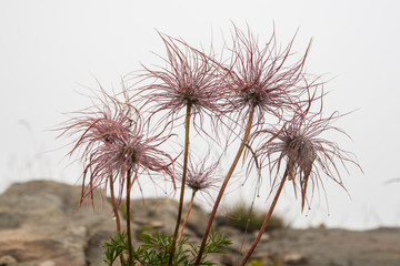 Wildflowers