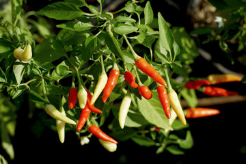 red hot chili peppers on the tree