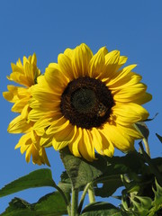 Close up of a Large Sunflower against a bright Blue Sky