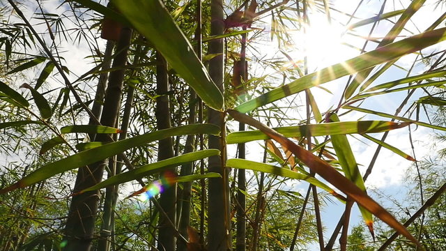 Bamboo forest with sun flare, Pan shot