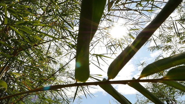 Bamboo forest with sun flare, Pan shot
