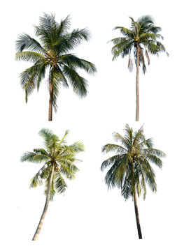 Coconut tree set isolated on white background
