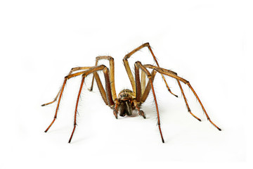Trichterspinne
