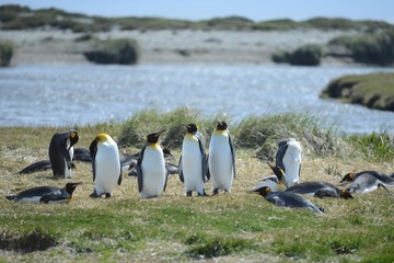 Obraz premium King penguins on the Bay of Inutil.