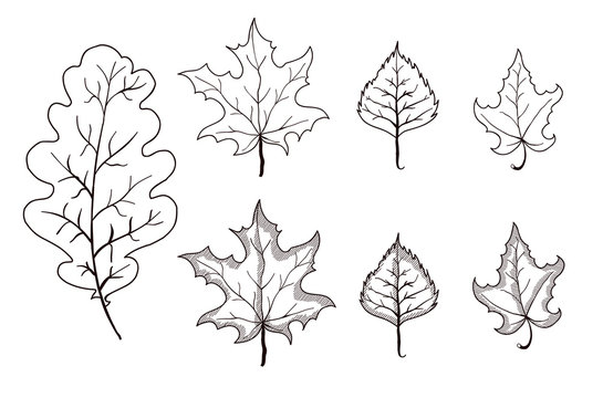 Set of leaves outlines. Maple, oak, birch. Vector illustration on isolated background.