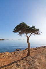 Ibiza pine tree landscape