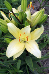 Obraz na płótnie Canvas Yellow Lily