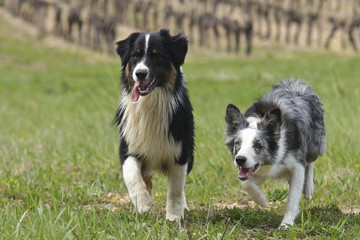 australian shepherd with border collie