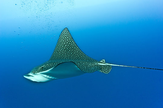 Eagle Ray