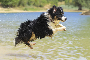 australian shepherd jumping