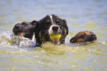 australian shepherd