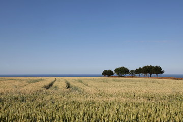 Champs de blé près du littoral.