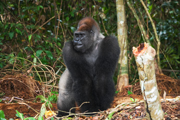Obraz premium Lowland gorillas in the wild. Republic of the Congo. An excellent illustration.