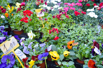 Beautiful flowers as background